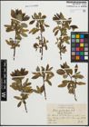 Foto von Salix pentandra L.
